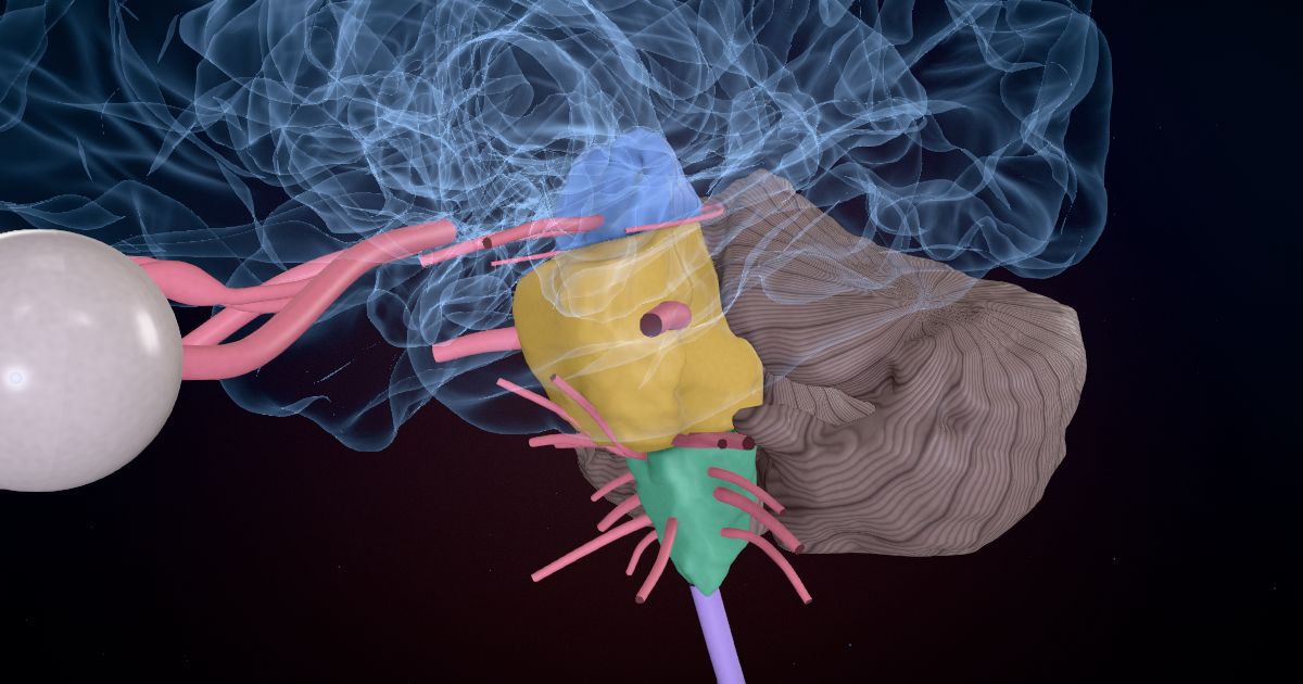 The brainstem in a 3D model of the brain