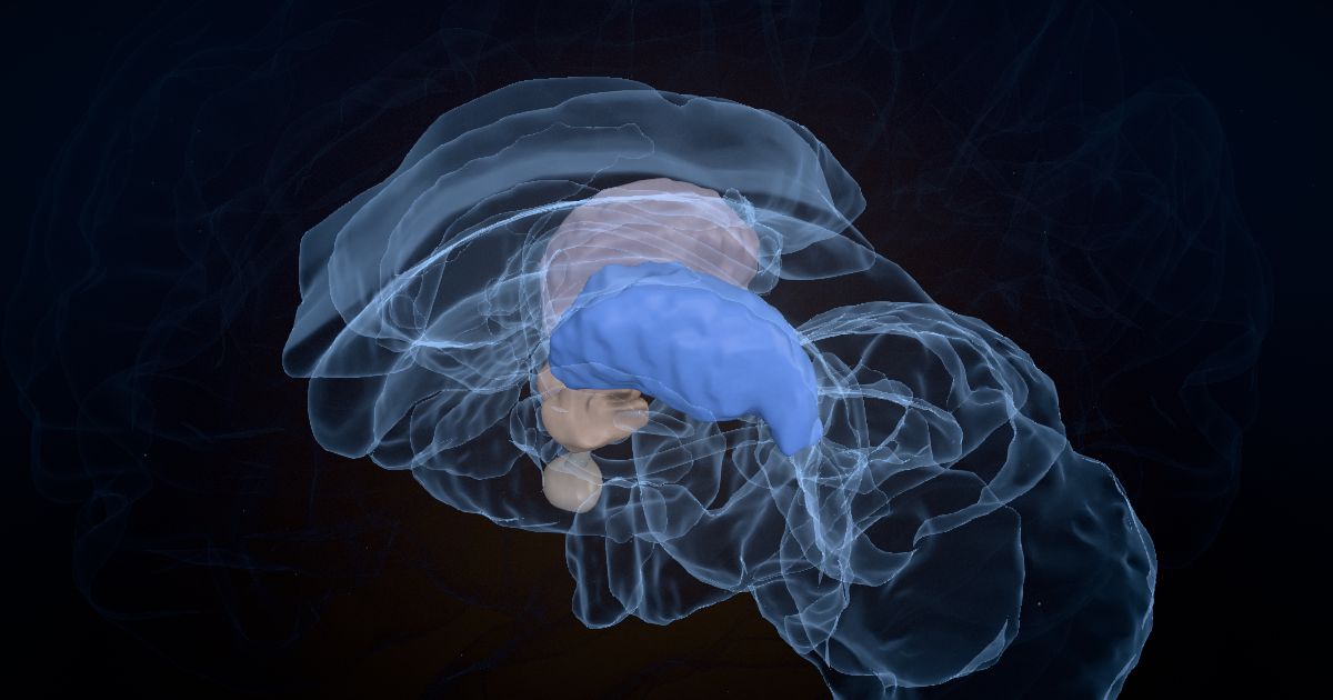 The thalamus in a 3D model of the brain